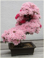 Bonsai sakura kwiat wiśni 

